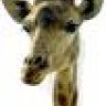 giraff