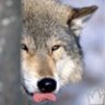 Graywolf