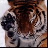 Tigra