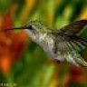kolibri