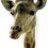 giraff